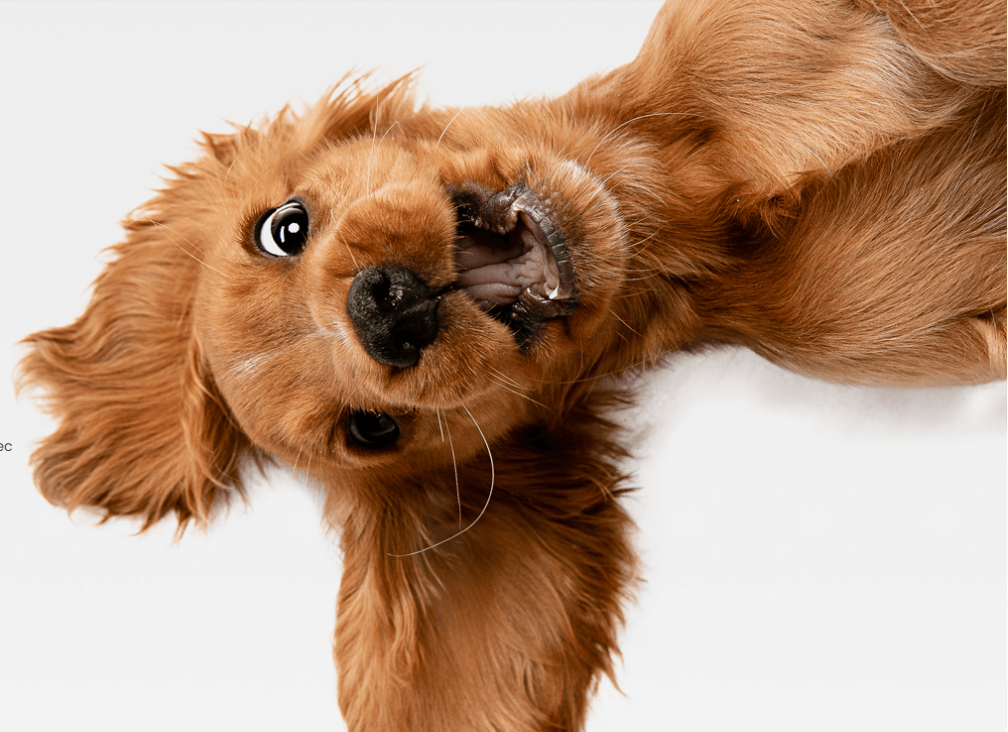Hundeversicherung passt zu jedem Hund