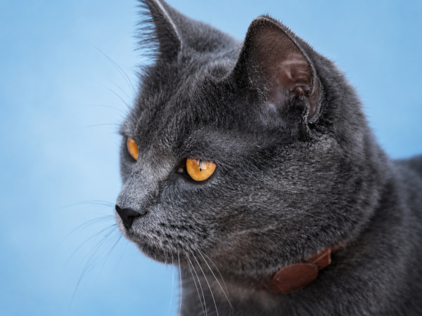 Britisch Kurzhaar Katze – beliebteste Rassekatze Deutschlands
