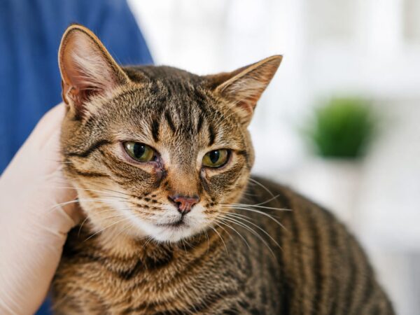 katzenschnupfen katzenschnupfen → Katze mit Katzenschnupfen – Symptome und Behandlung