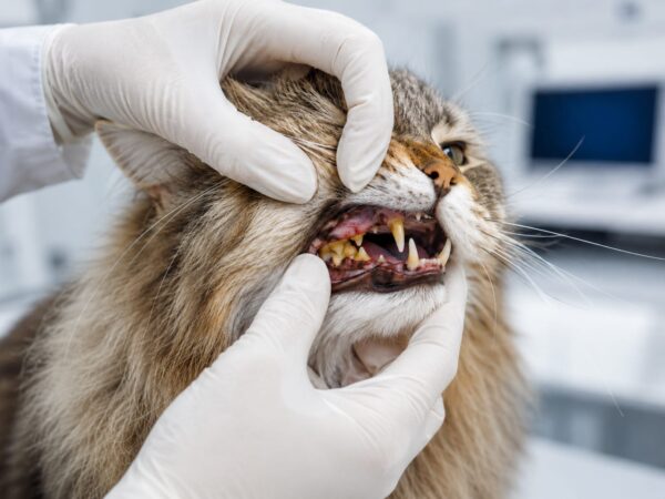 Zahnkrankheit Katze: Schmerzen erkennen und Zähne behandeln lassen