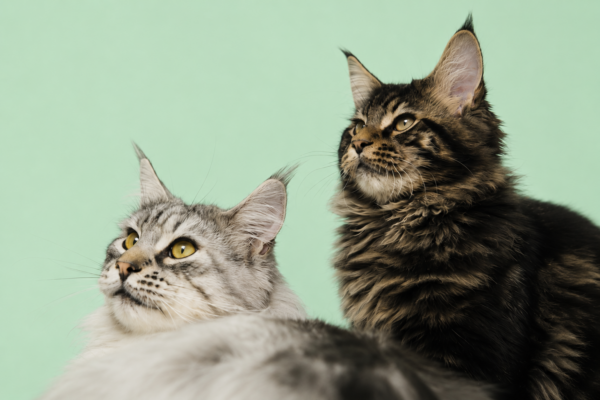 Maine Coon Katze – Charakter, Pflege und typische Krankheiten