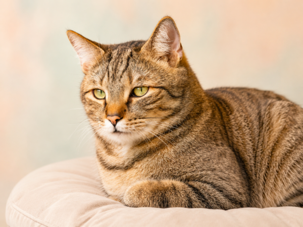 Europäisch Kurzhaar – häufigste Katzenrasse in Deutschland
