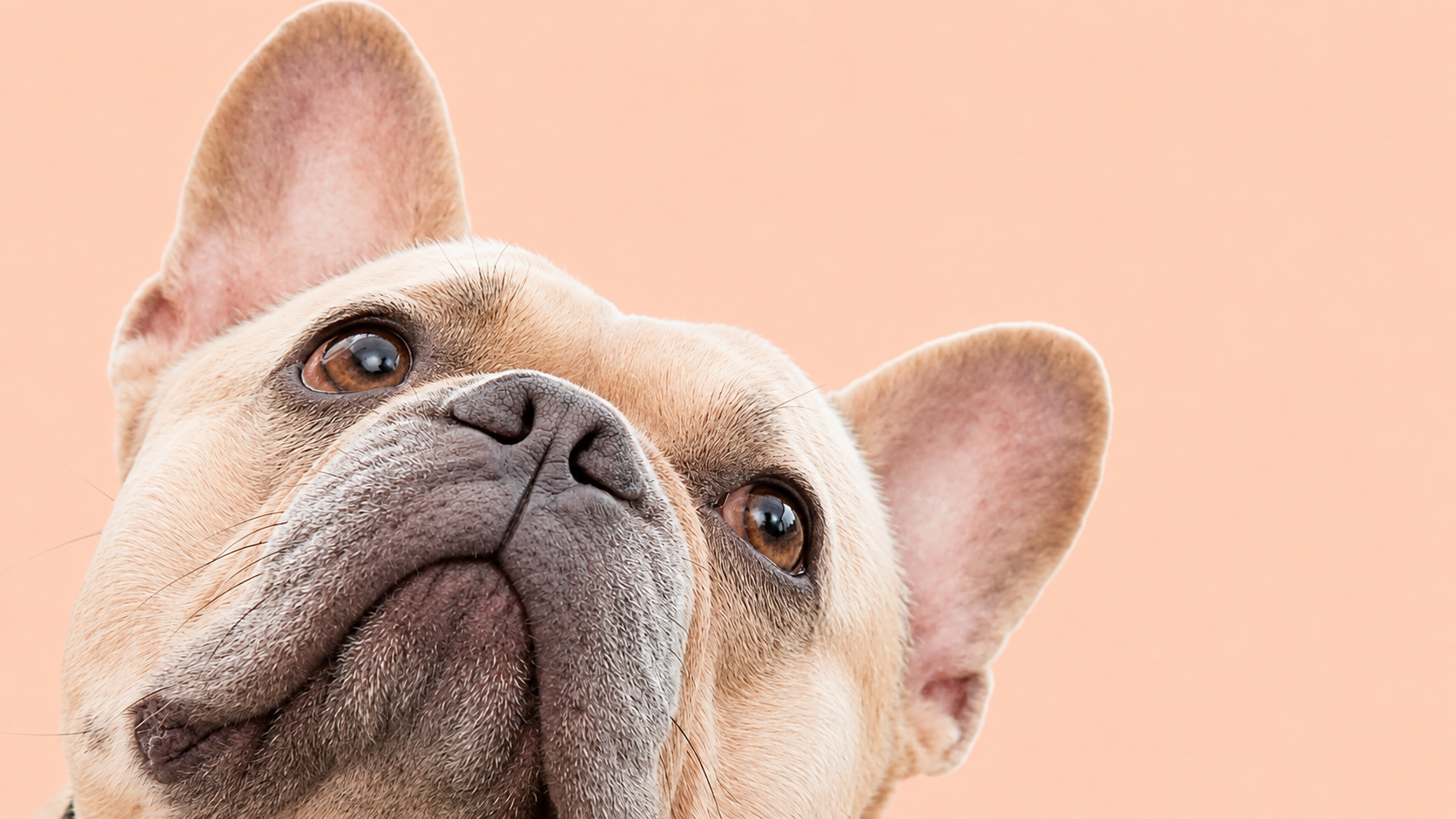 Französische Bulldogge – typische Krankheiten und Versicherung