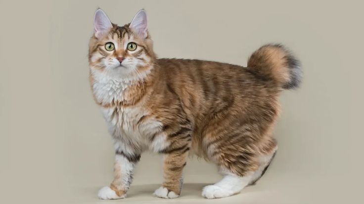Kurilen Bobtail Katze mit kräftigem Körper und Pompon-Schwanz