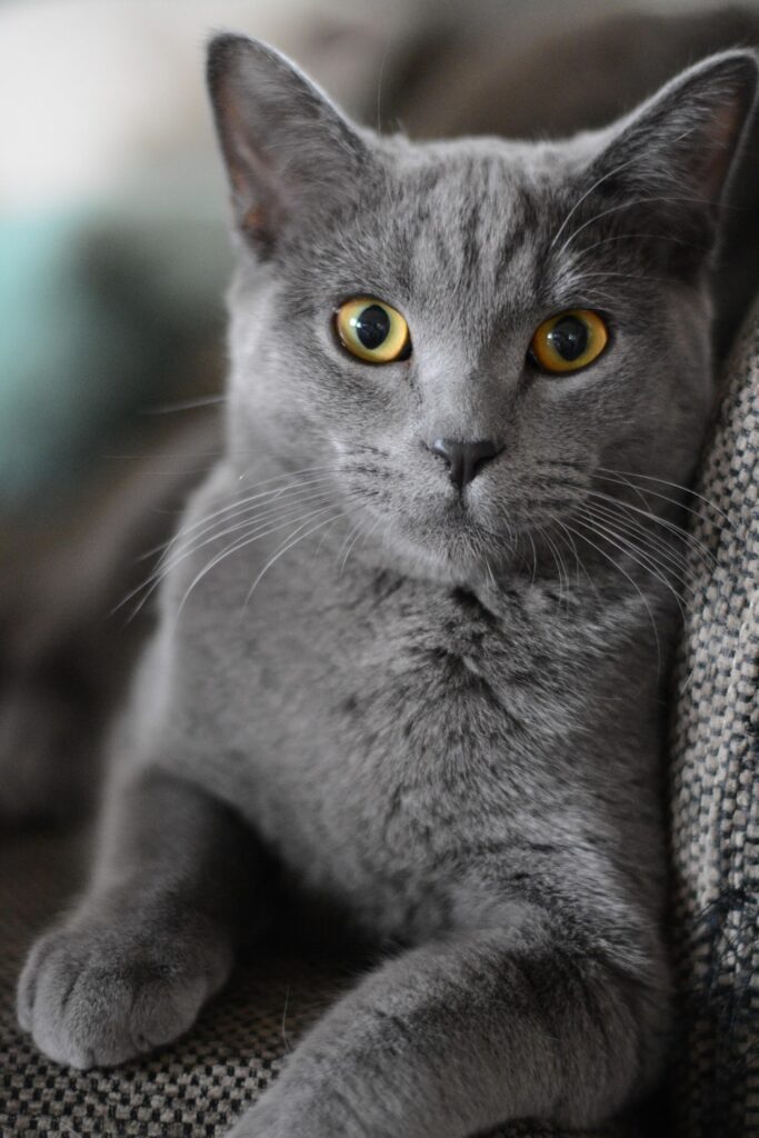 Katze vermisst Leipzig – graue Katze mit gelben Augen schaut aufmerksam in die Kamera