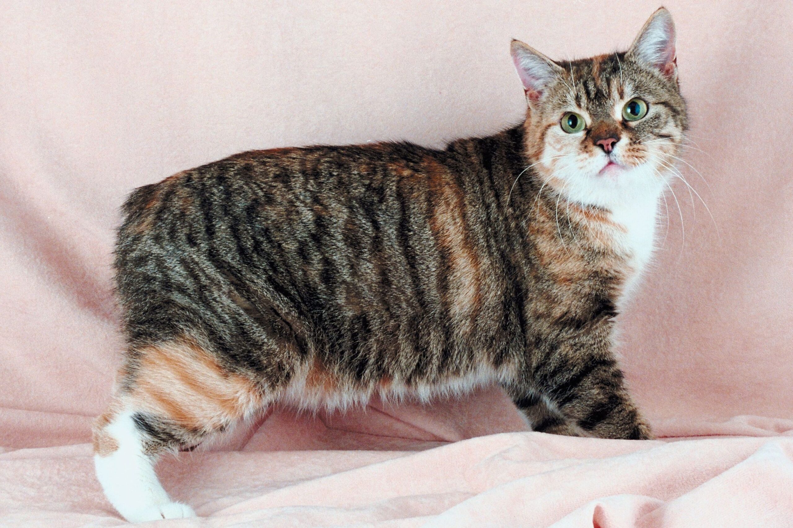 Manx Katze bei der tierärztlichen Untersuchung von Rücken und Hinterhand