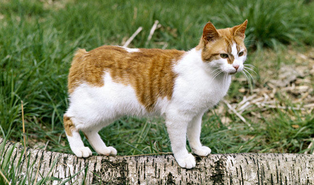 Manx Katze mit rundem Körper und typisch schwanzloser Hinterhand