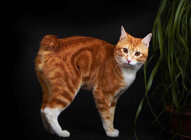 Manx cat Manx Katze beim Spielen und Apportieren