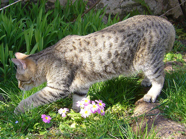 Pixiebob Katze beim Spielen und Apportieren