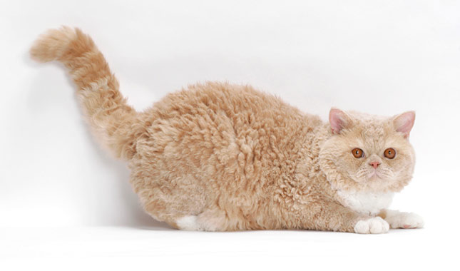 Selkirk Rex Katze zu Hause – gelassene und menschenbezogene Lockenkatze