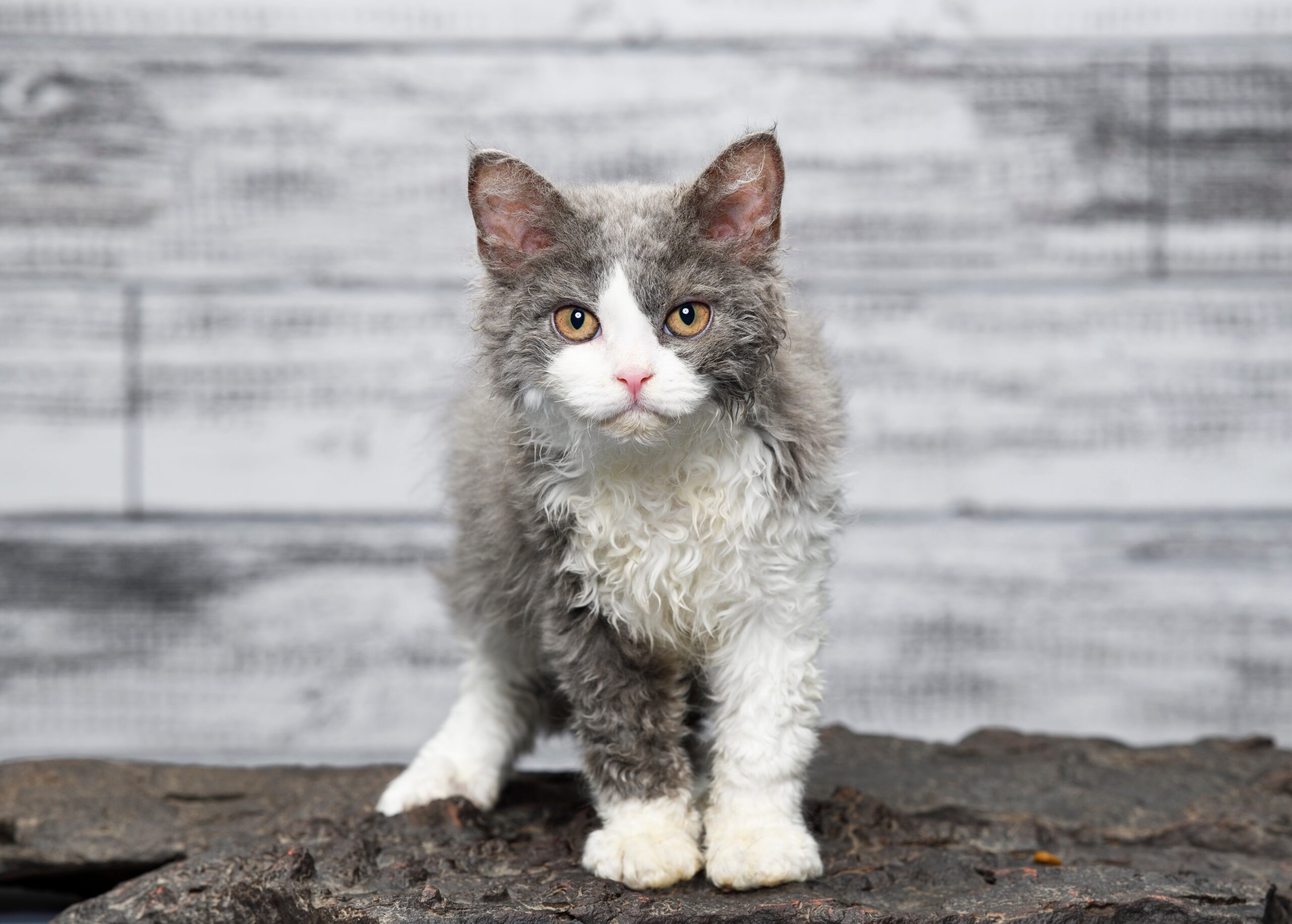 Selkirk Rex Katze im Ganzkörperbild mit kräftigem Körperbau und lockigem Fell