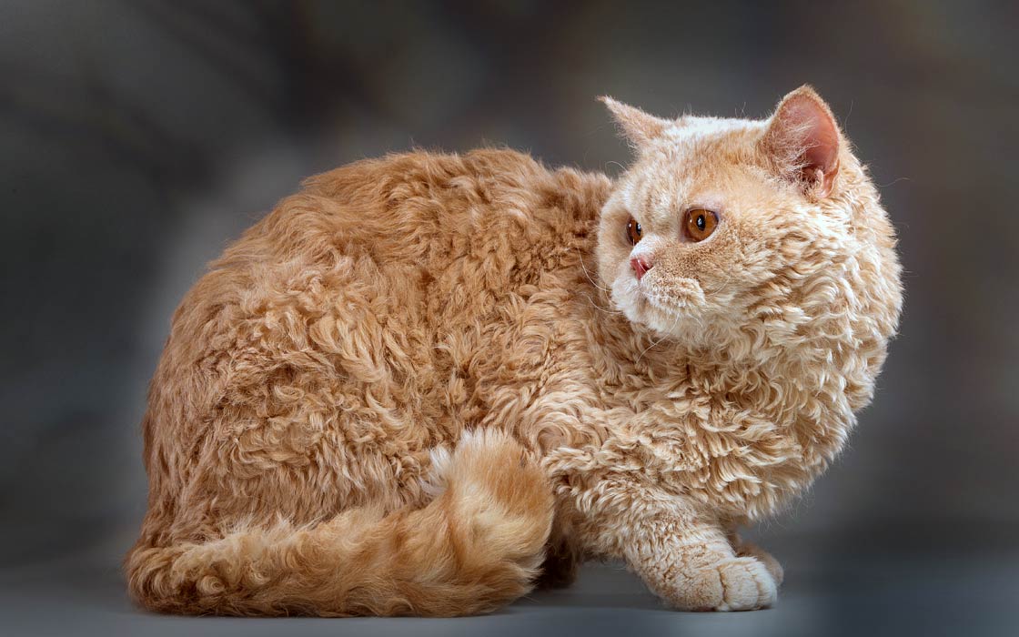 Selkirk Rex Katze mit dichtem lockigem Fell und rundem Gesicht