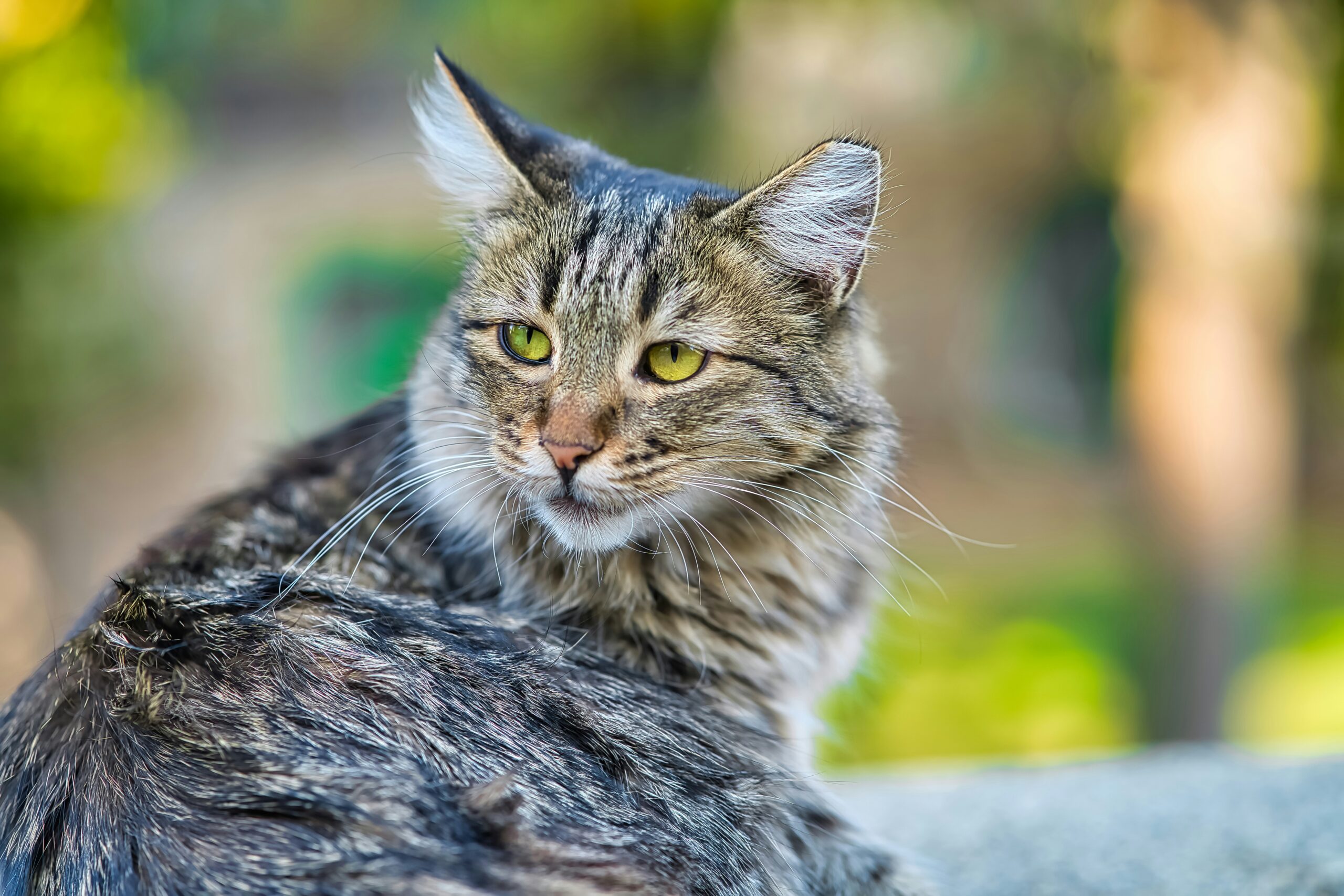 cat veterinarian examination