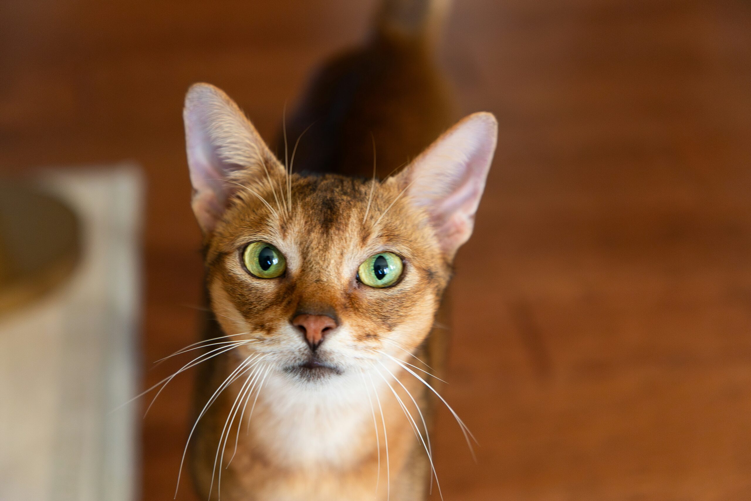 Abessinier Katze beim Spielen und Erkunden