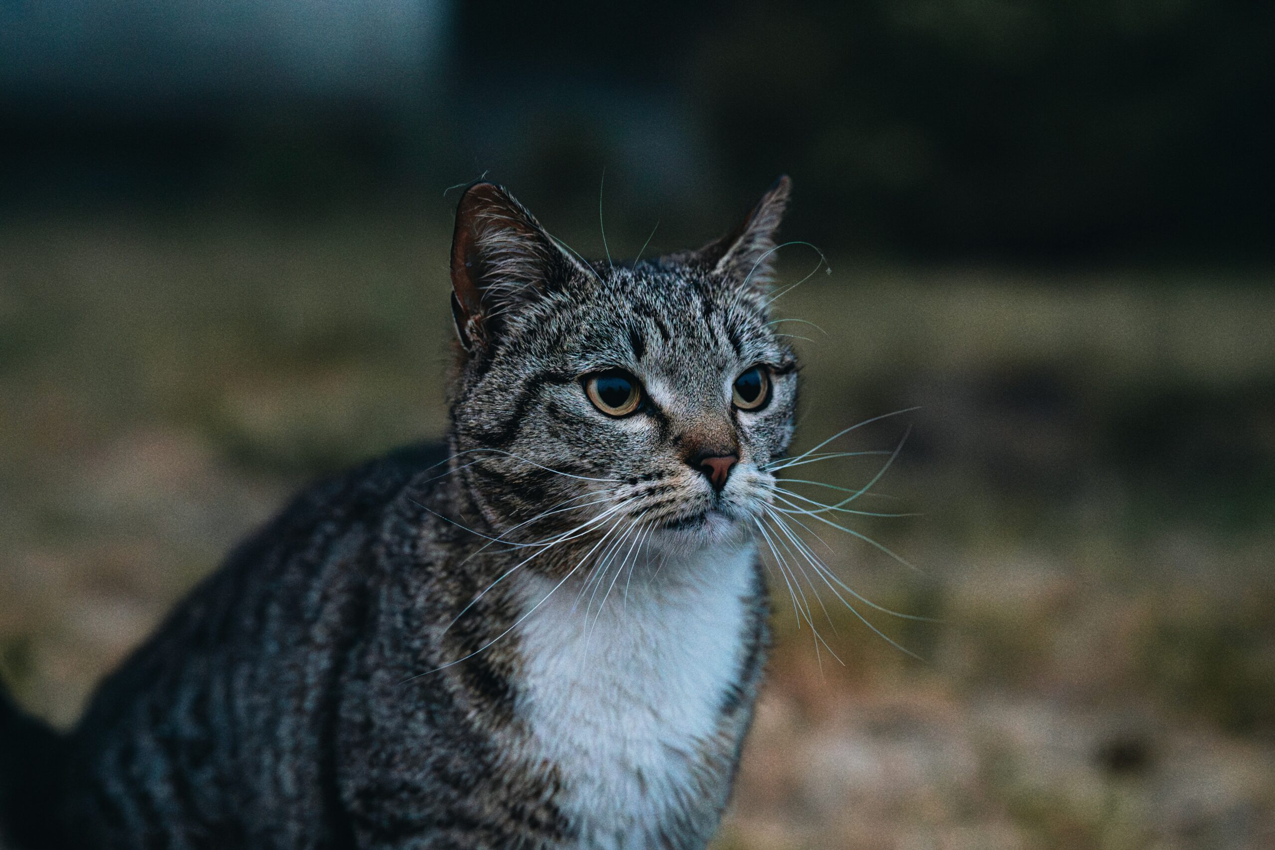 American Wirehair Katze bei der tierärztlichen Untersuchung