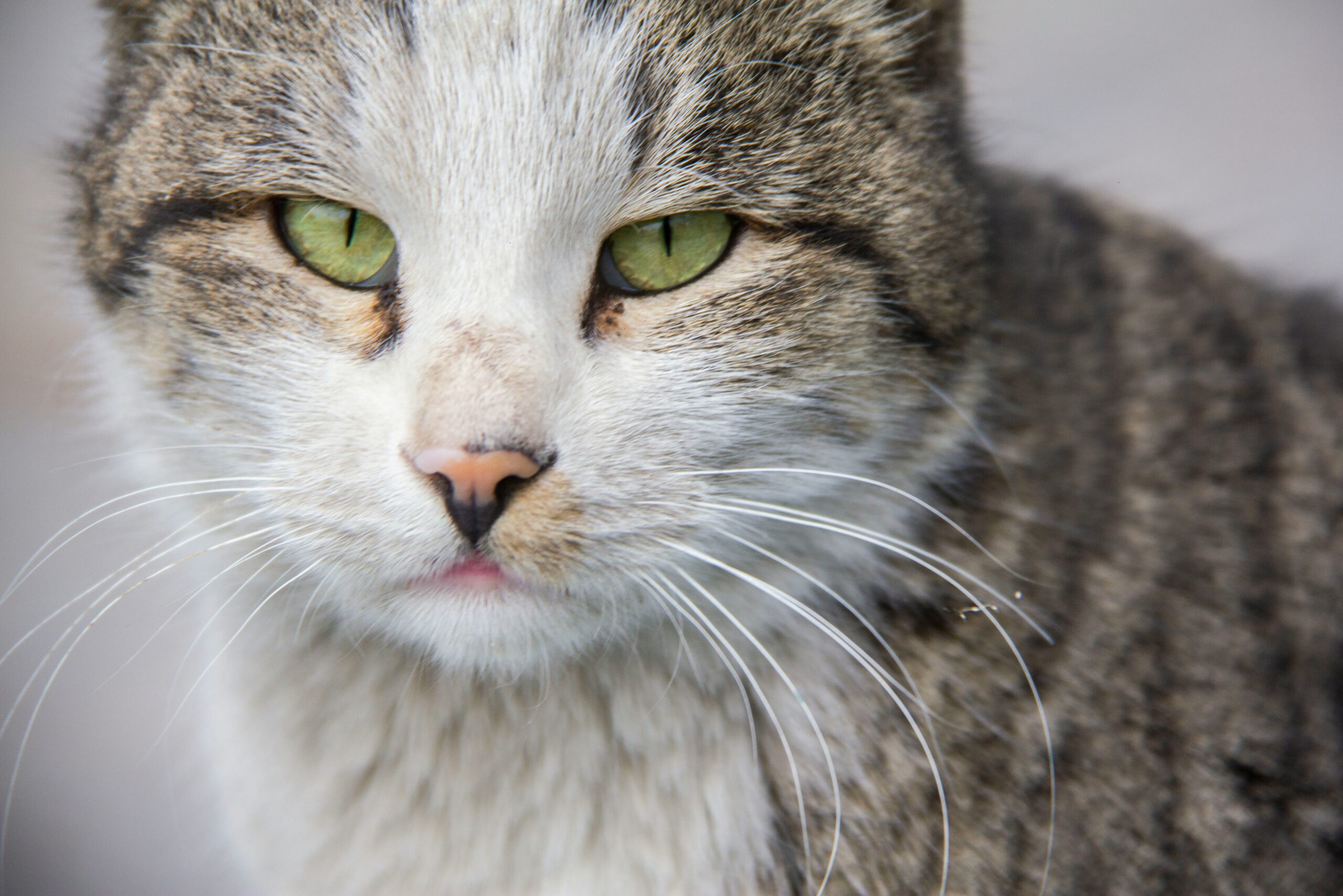 American Wirehair Katze beim Spielen und Erkunden in der Wohnung