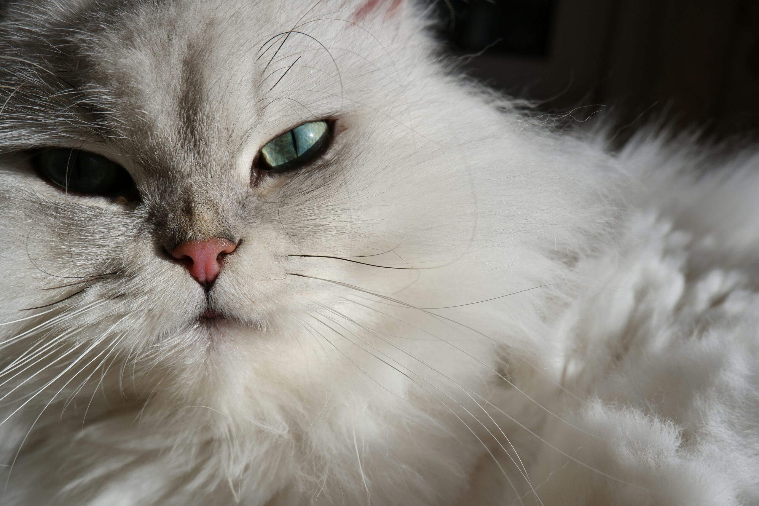 Perser Katze beim entspannten Liegen in der Wohnung