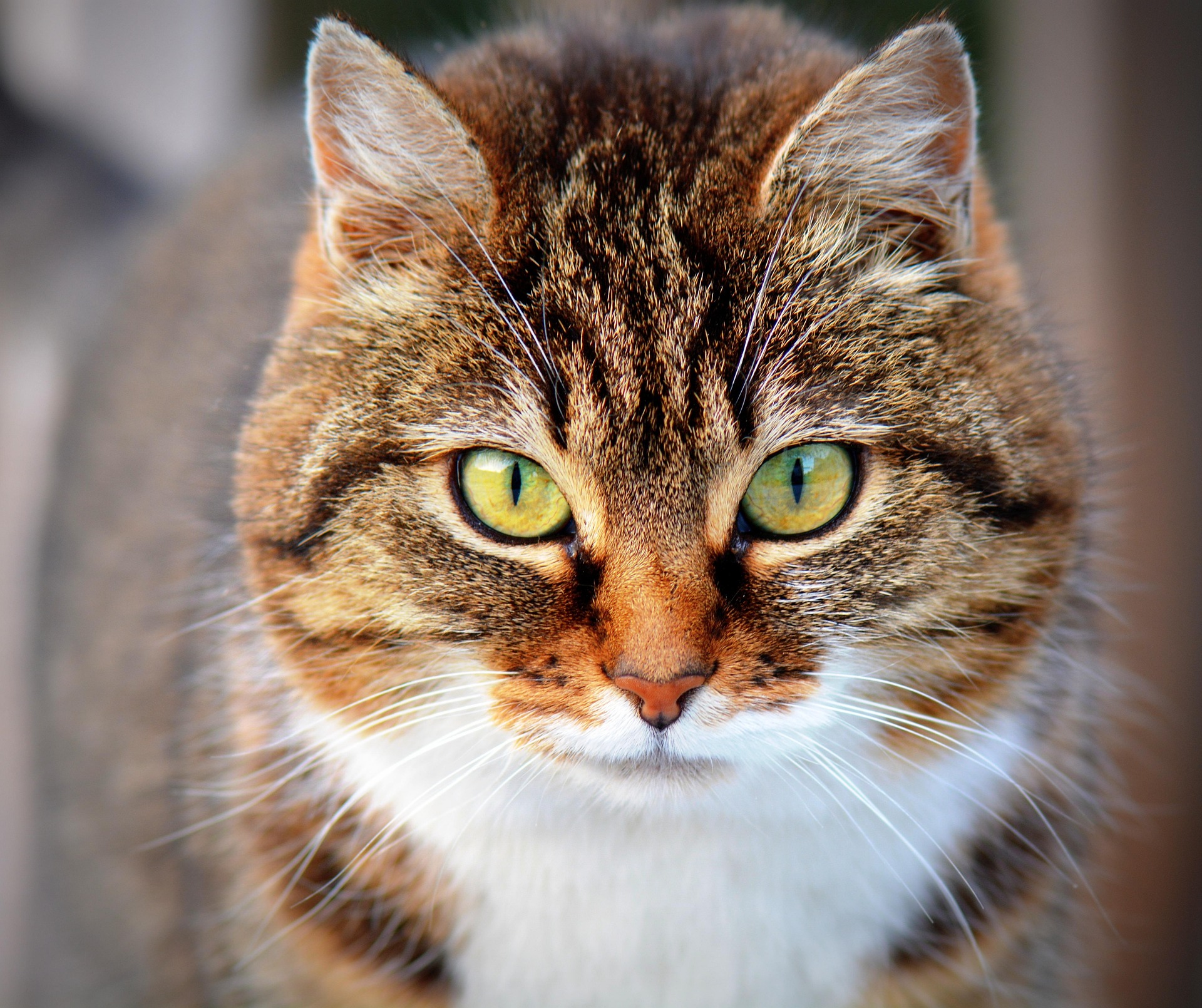 mega menu Katzen versicherung