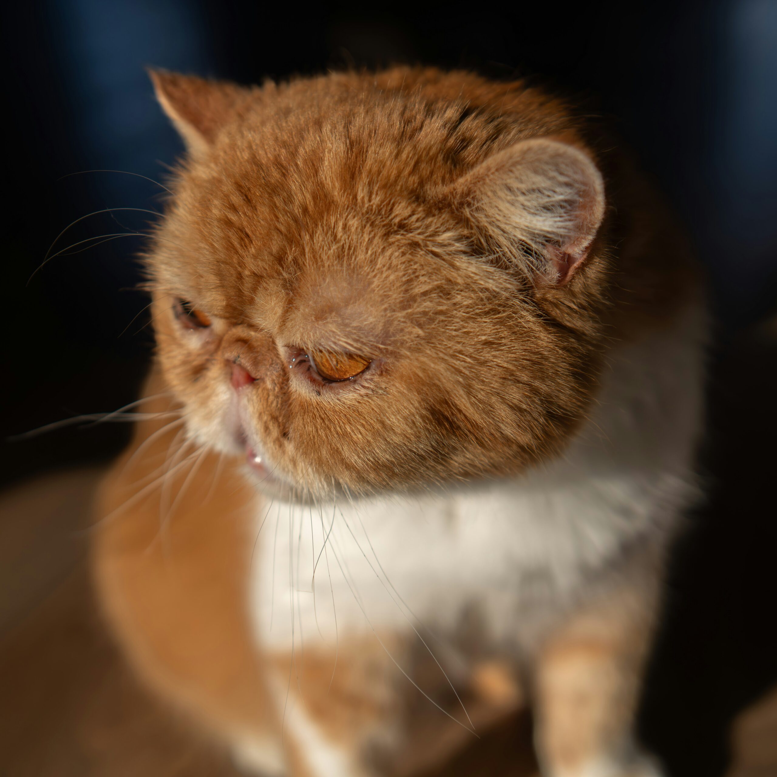 Exotic Shorthair cat playing indoor → ALT: Exotic Shorthair Katze beim ruhigen Spielen in der Wohnung