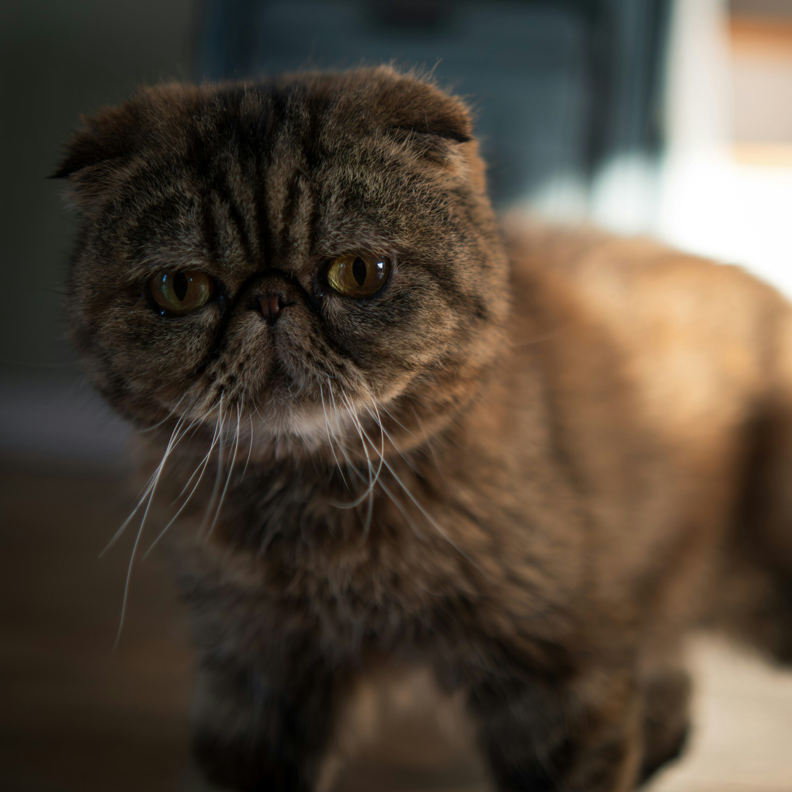 Exotic Shorthair Katze bei der tierärztlichen Untersuchung.