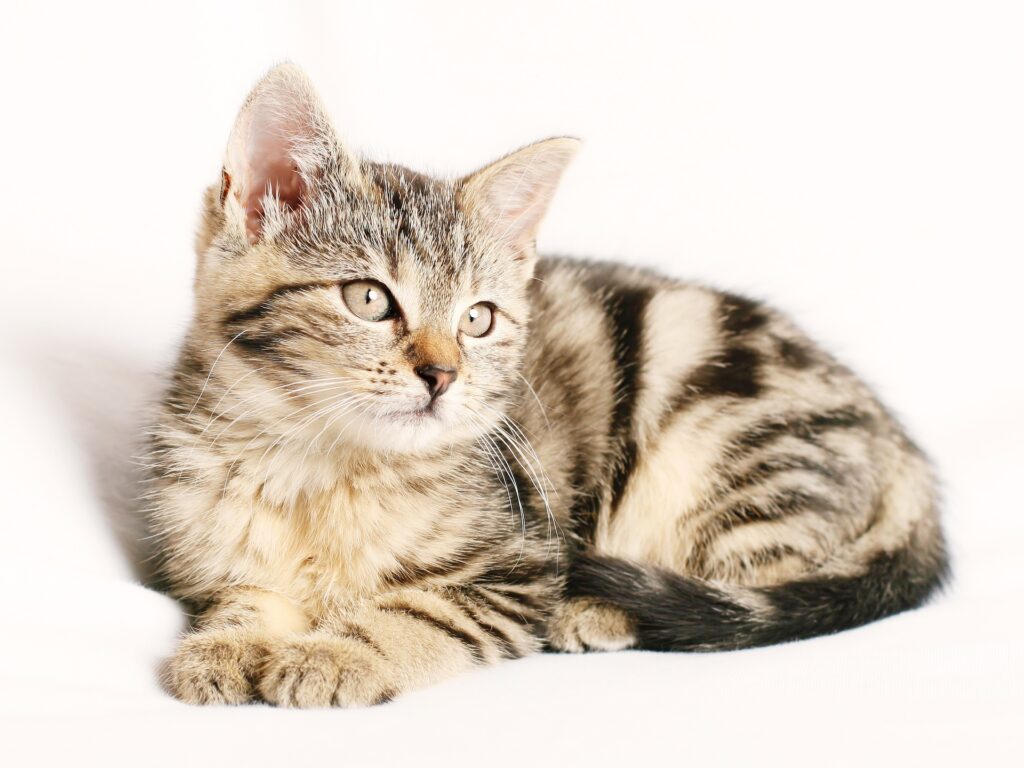 Katze vermisst Essen – junges getigertes Kätzchen liegt auf einem hellen Untergrund