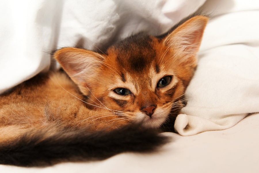 Somali Katze im Ganzkörperbild mit athletischem Körper und langem buschigem Schwanz