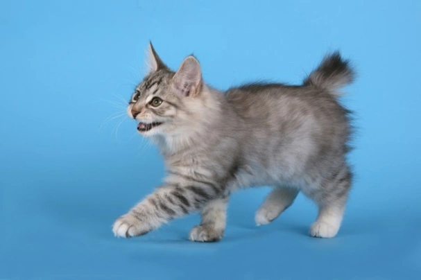 Kurilen Bobtail Katze beim Klettern und Spielen