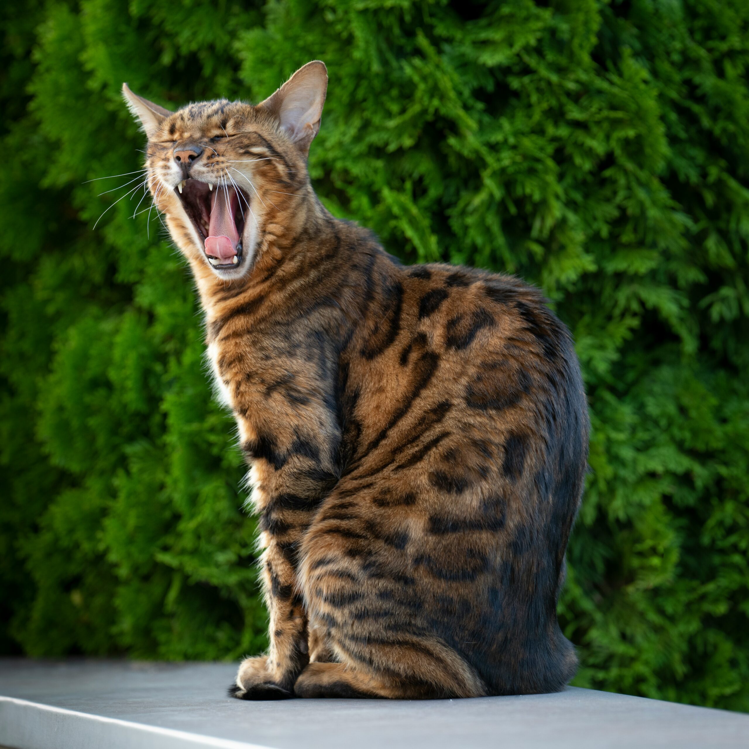 Bengal Katze bei der tierärztlichen Untersuchung