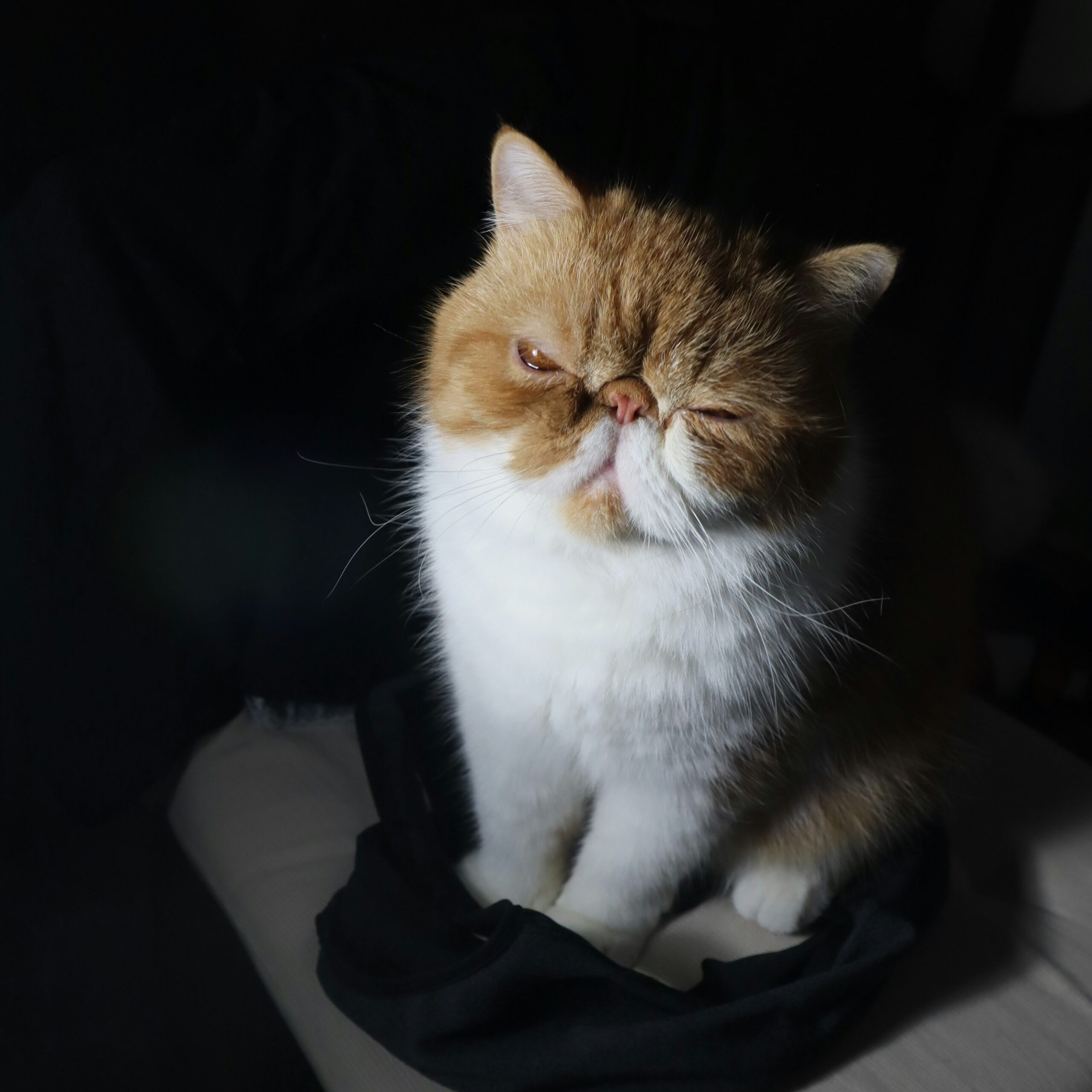 Exotic Shorthair Katze mit rundem Gesicht und dichtem Plüschfell