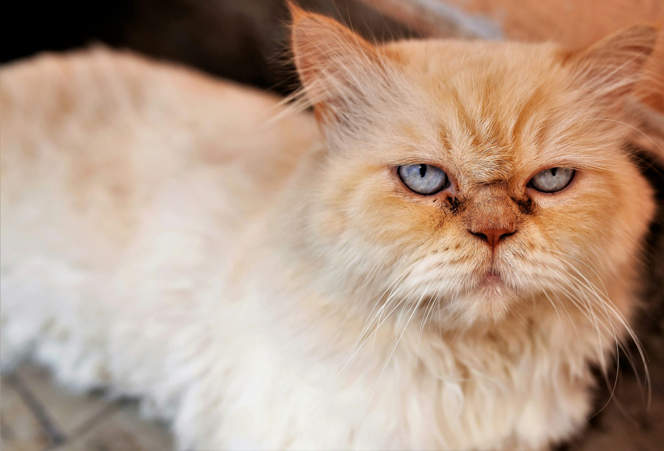 Perser Katze mit langem Fell und rundem Gesicht