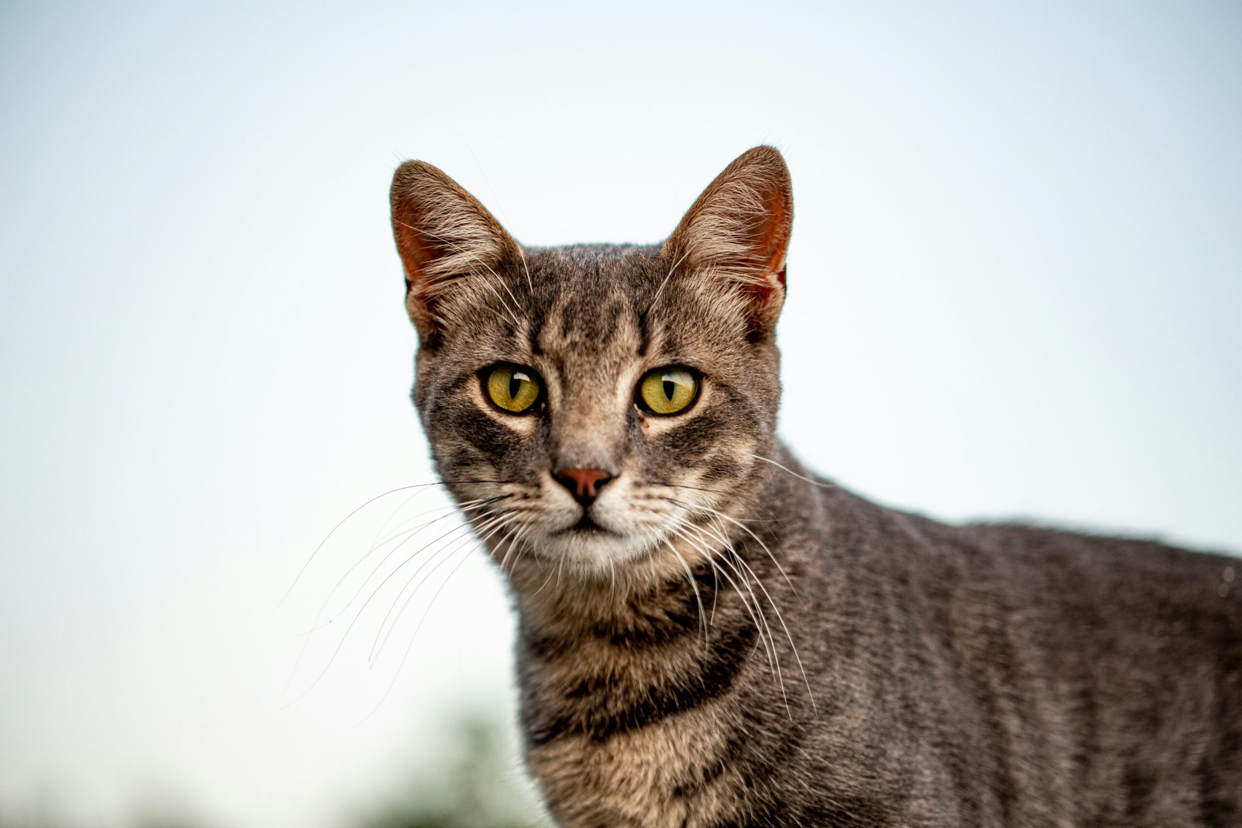 American Shorthair Katze bei der tierärztlichen Untersuchung