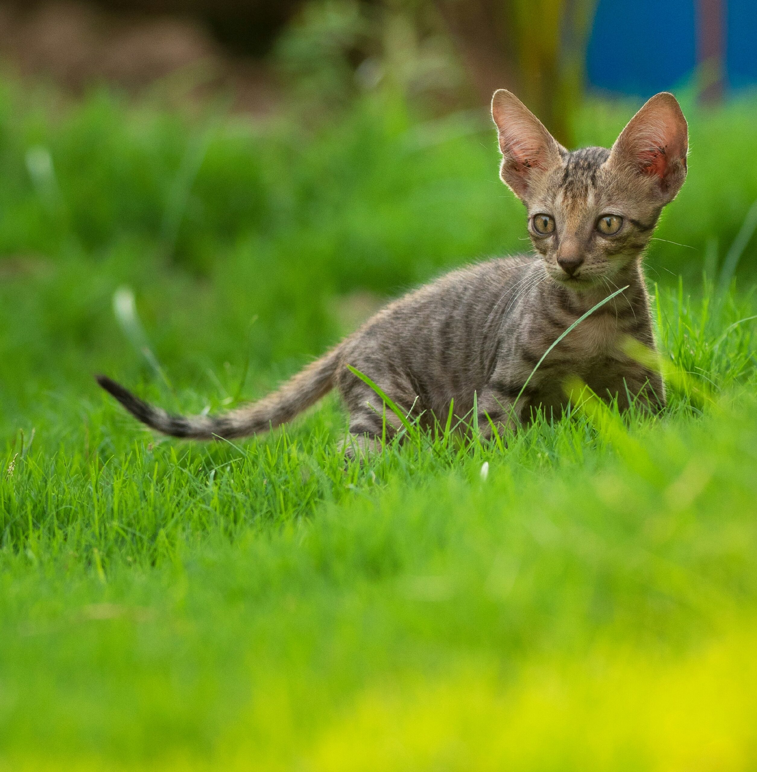 Orientalisch Kurzhaar Katze bei der tierärztlichen Augenuntersuchung