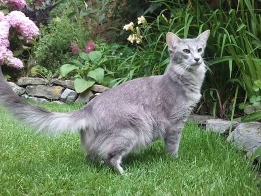 Orientalisch Langhaar Katze mit großen Ohren und elegantem Körper