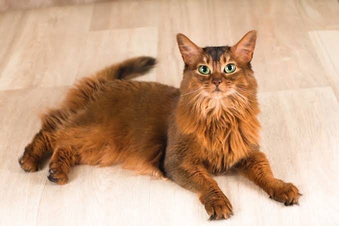 Somali Katze mit warm geticktem Fell und buschigem Fuchsschwanz