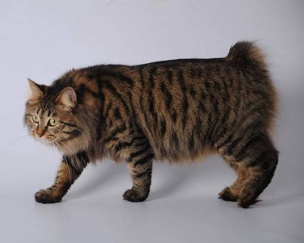 Kurilen-Bobtail-Katze mit kurzem Schwanz