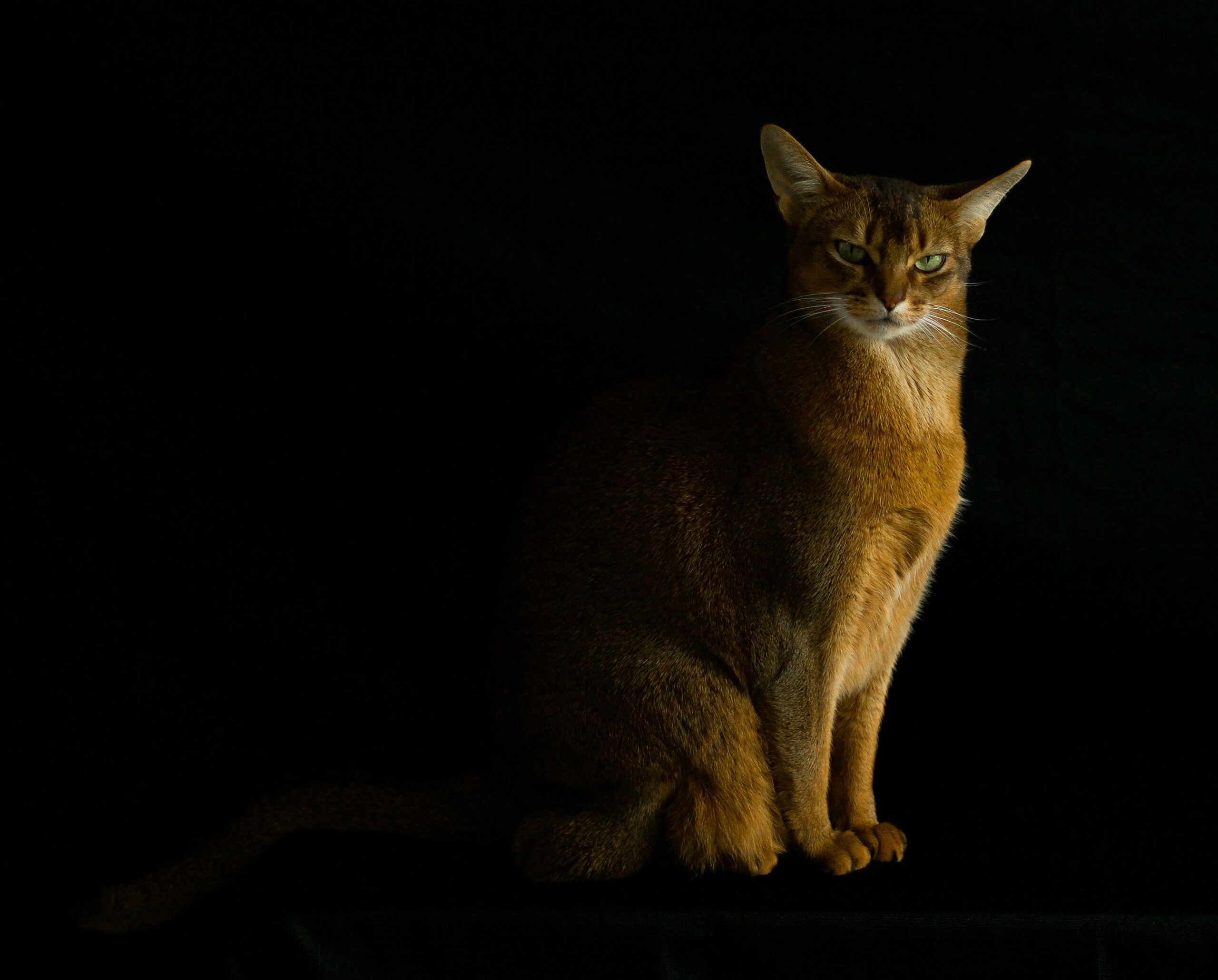 Abessinier Katze bei der tierärztlichen Untersuchung