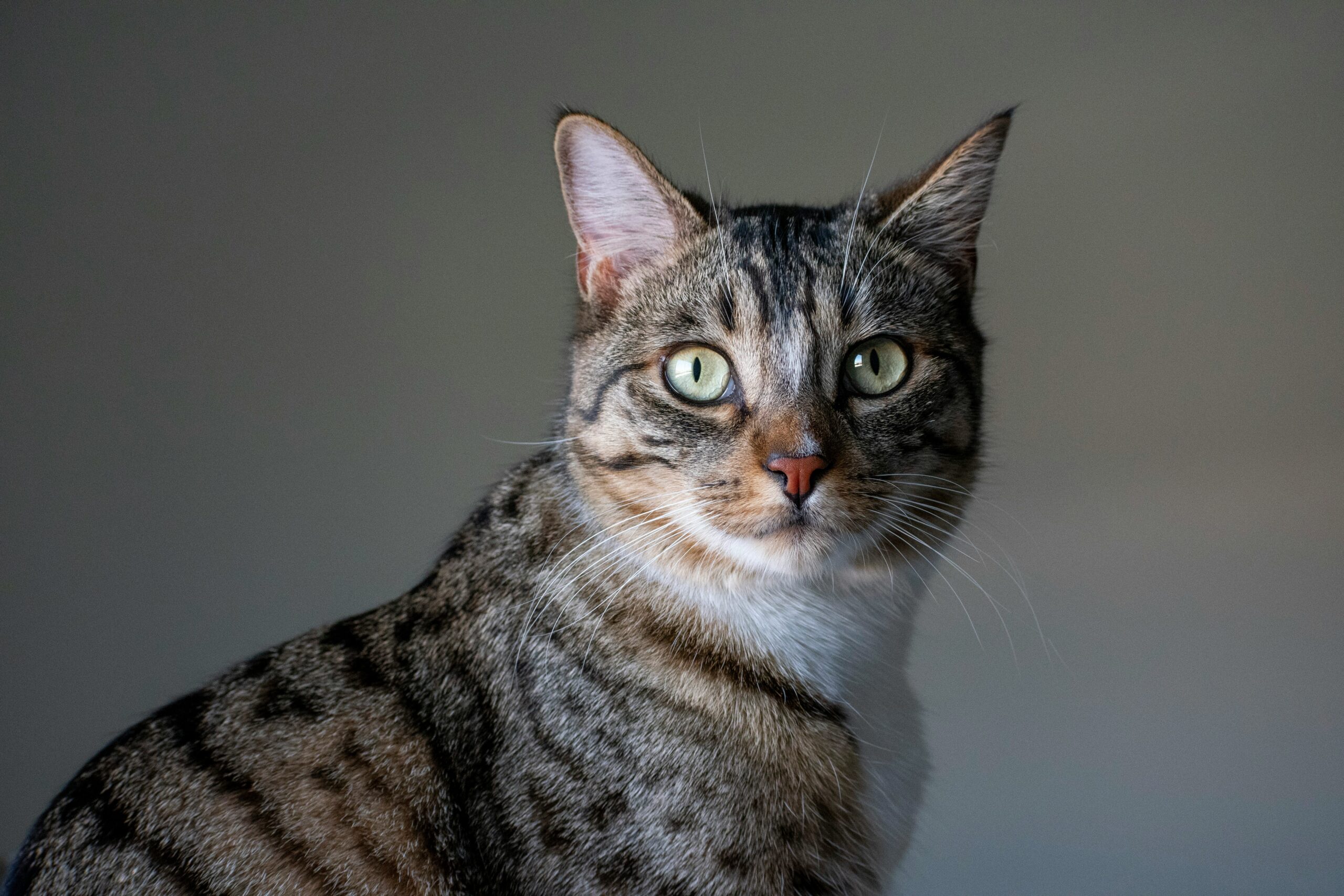 American Shorthair Katze mit kräftigem Körperbau und kurzem Fell