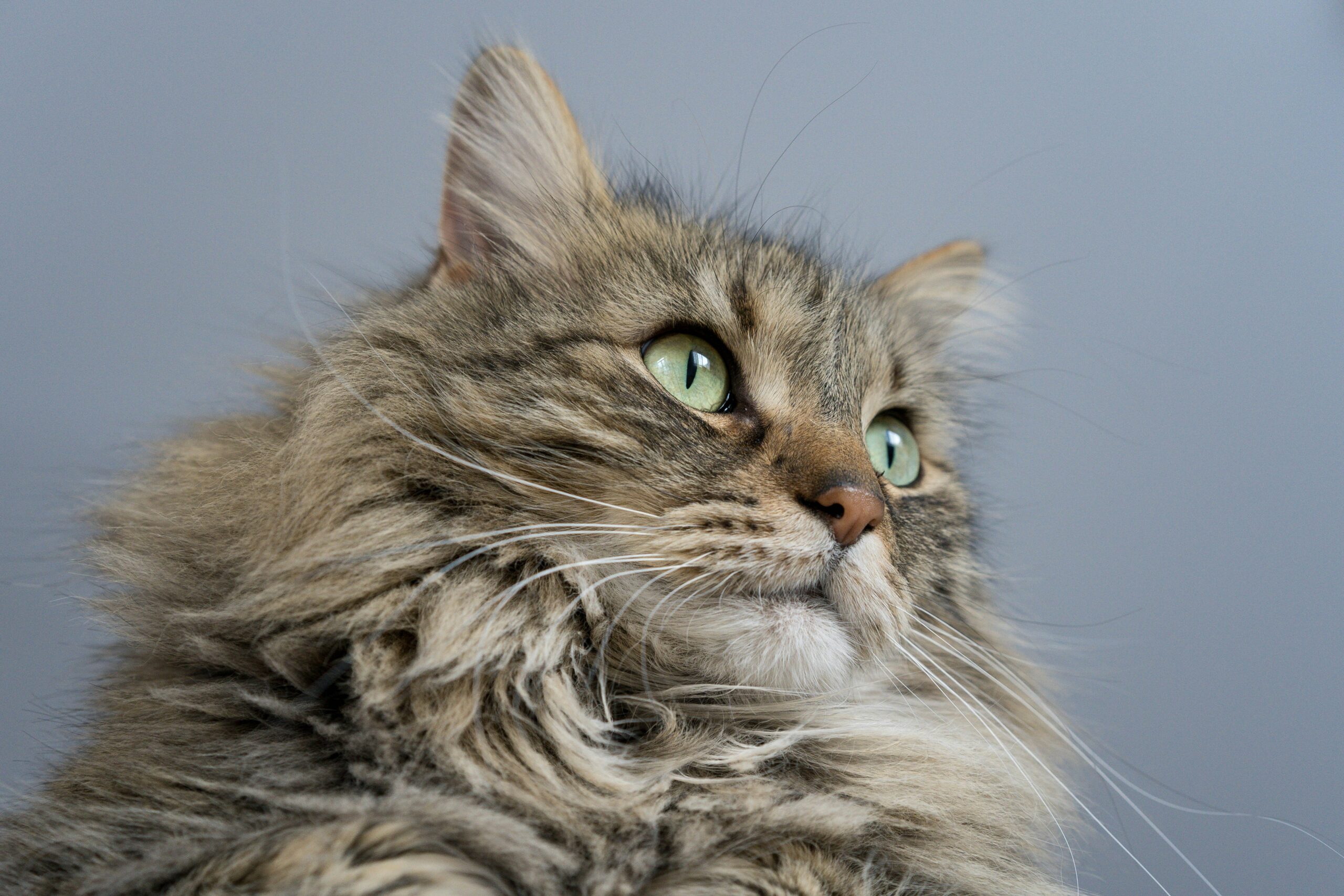 American Bobtail Katze – kräftige Katzenrasse mit kurzem Schwanz