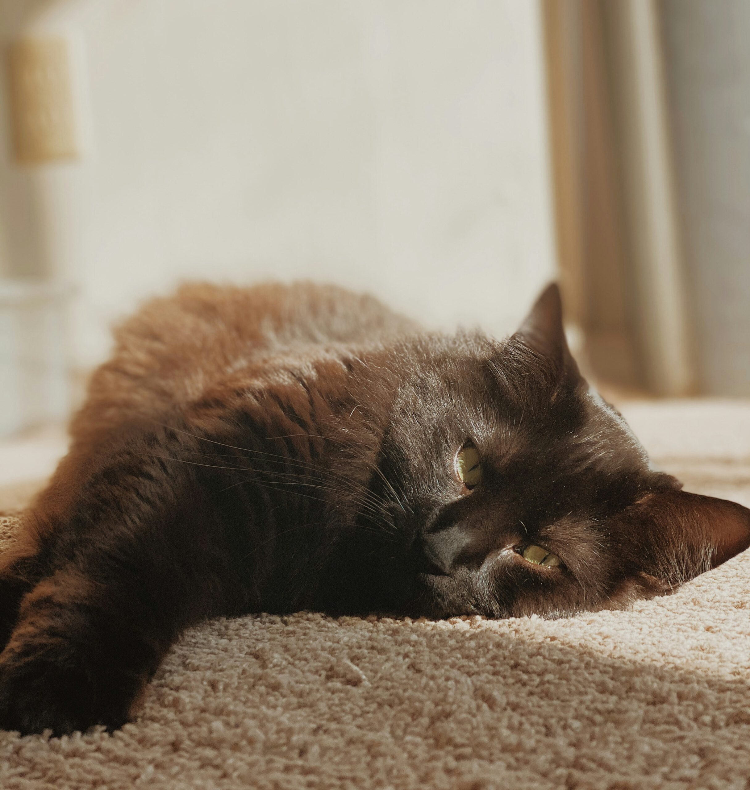 Havana Brown Katze mit schokoladenbraunem Fell und grünen Augen