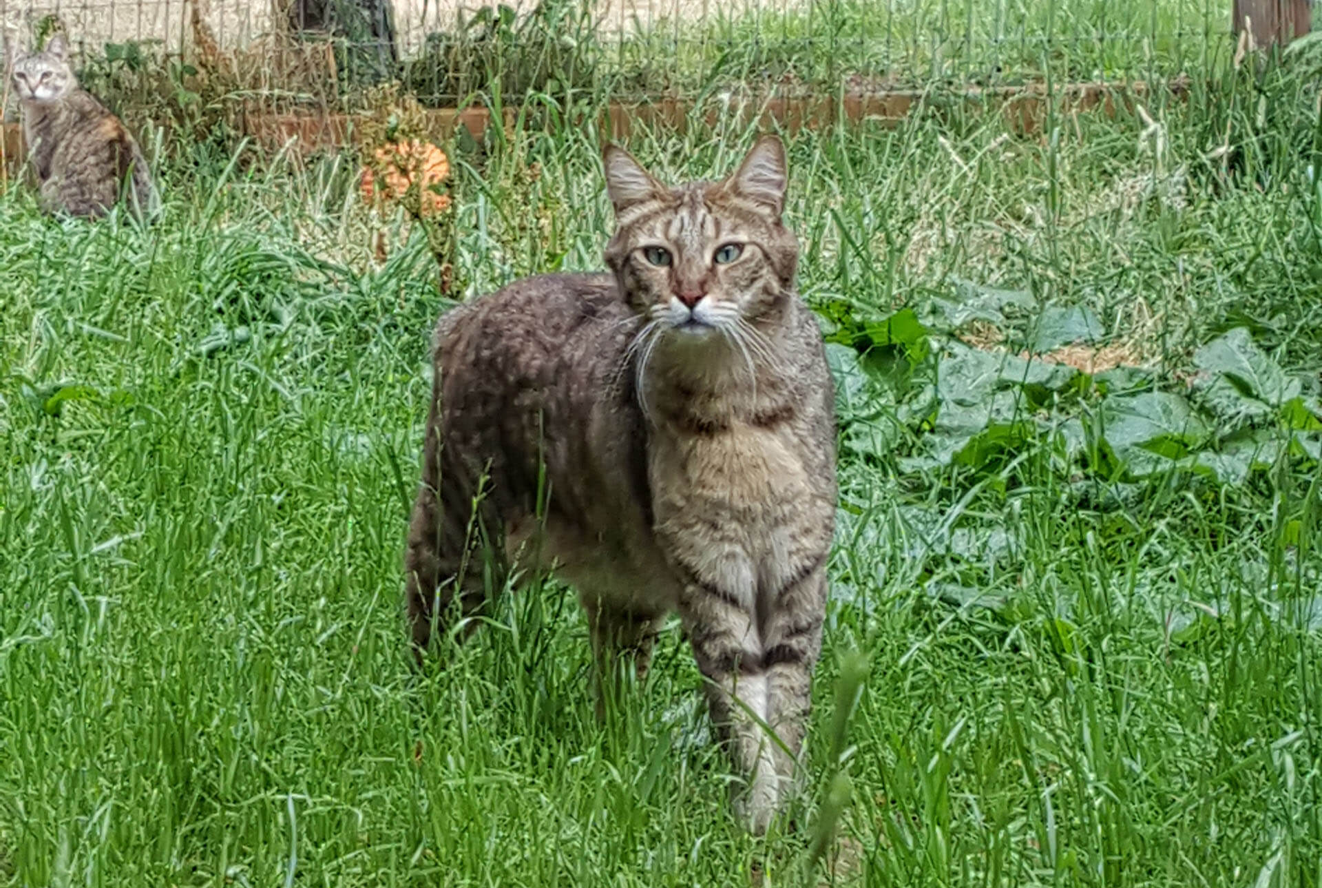 Pixiebob Katze bei der tierärztlichen Untersuchung der Pfoten
