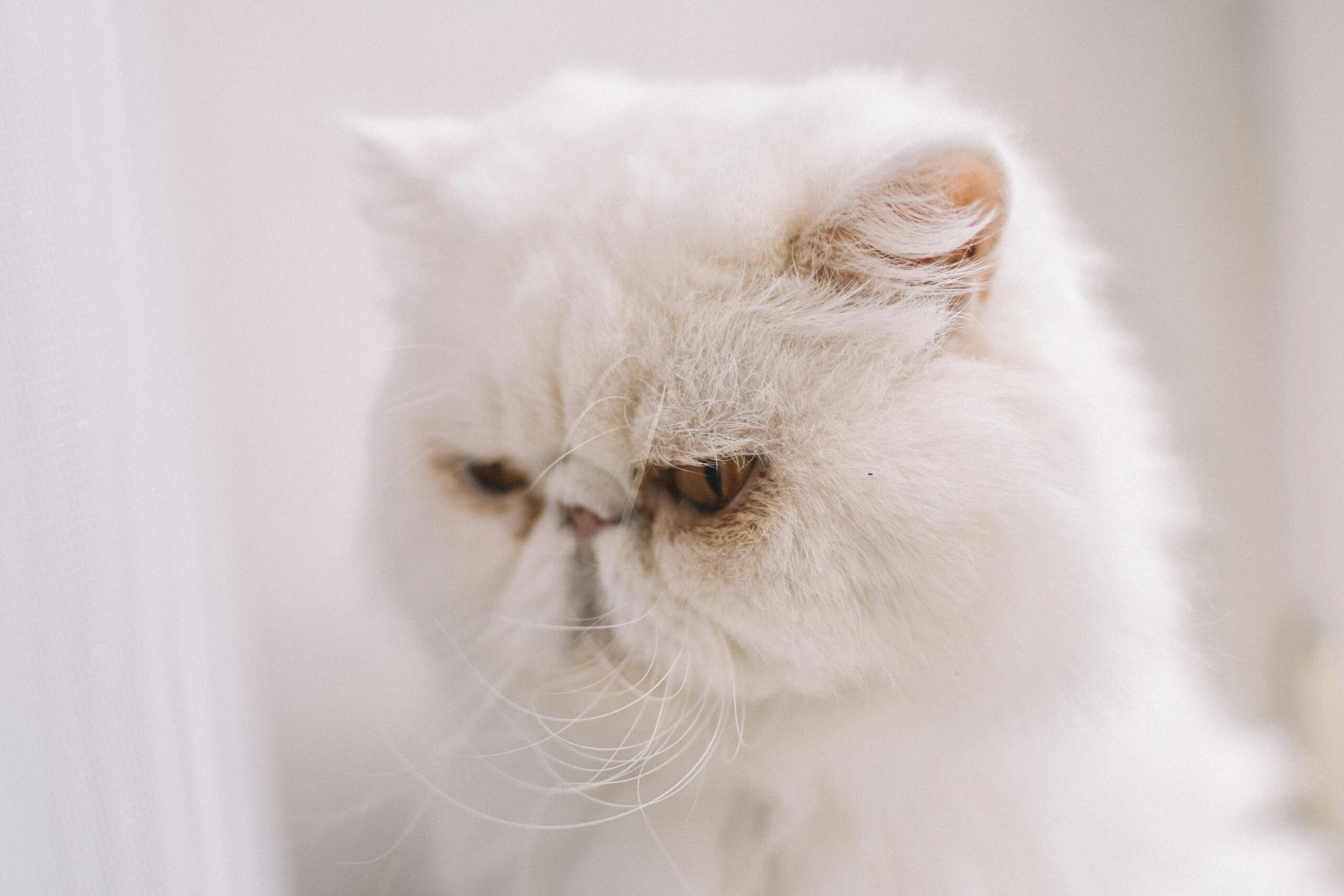 Perser Katze bei der tierärztlichen Augenuntersuchung