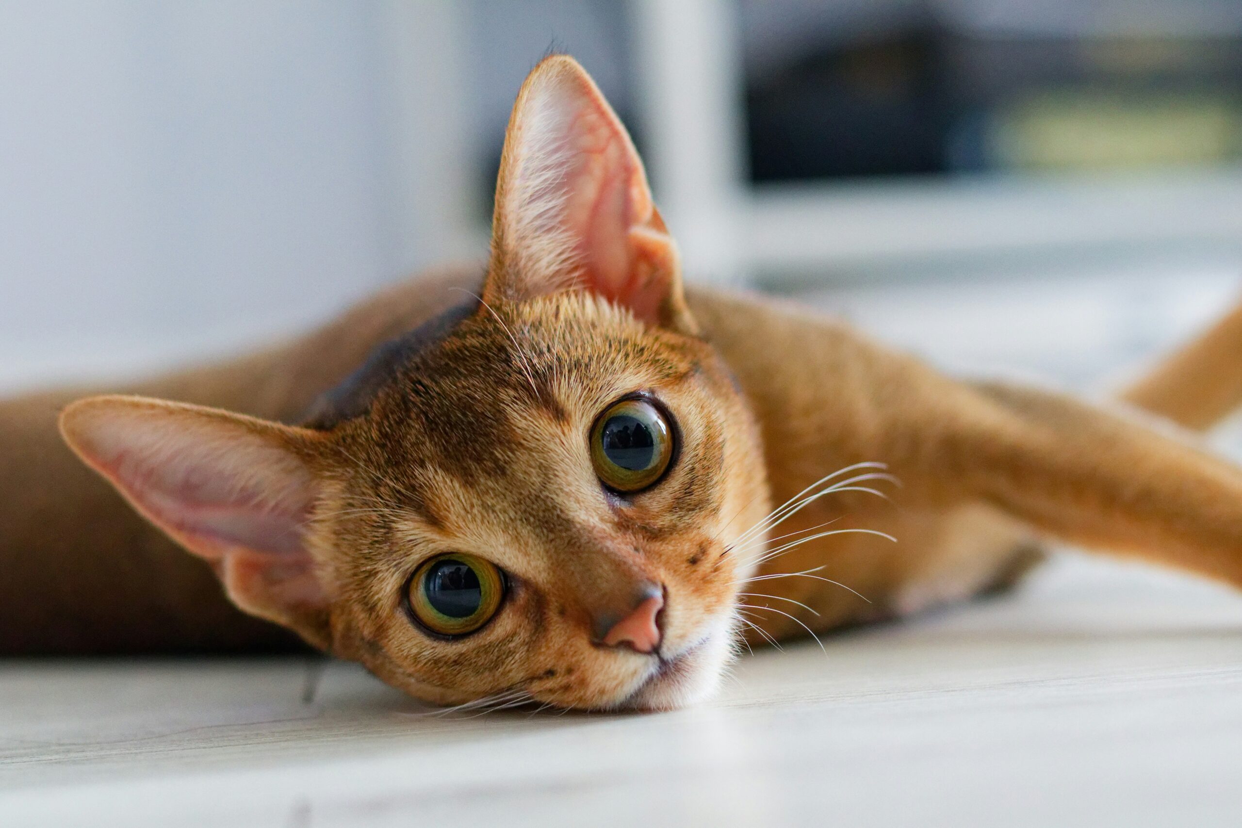 Abessinier Katze – elegante und aktive Katzenrasse