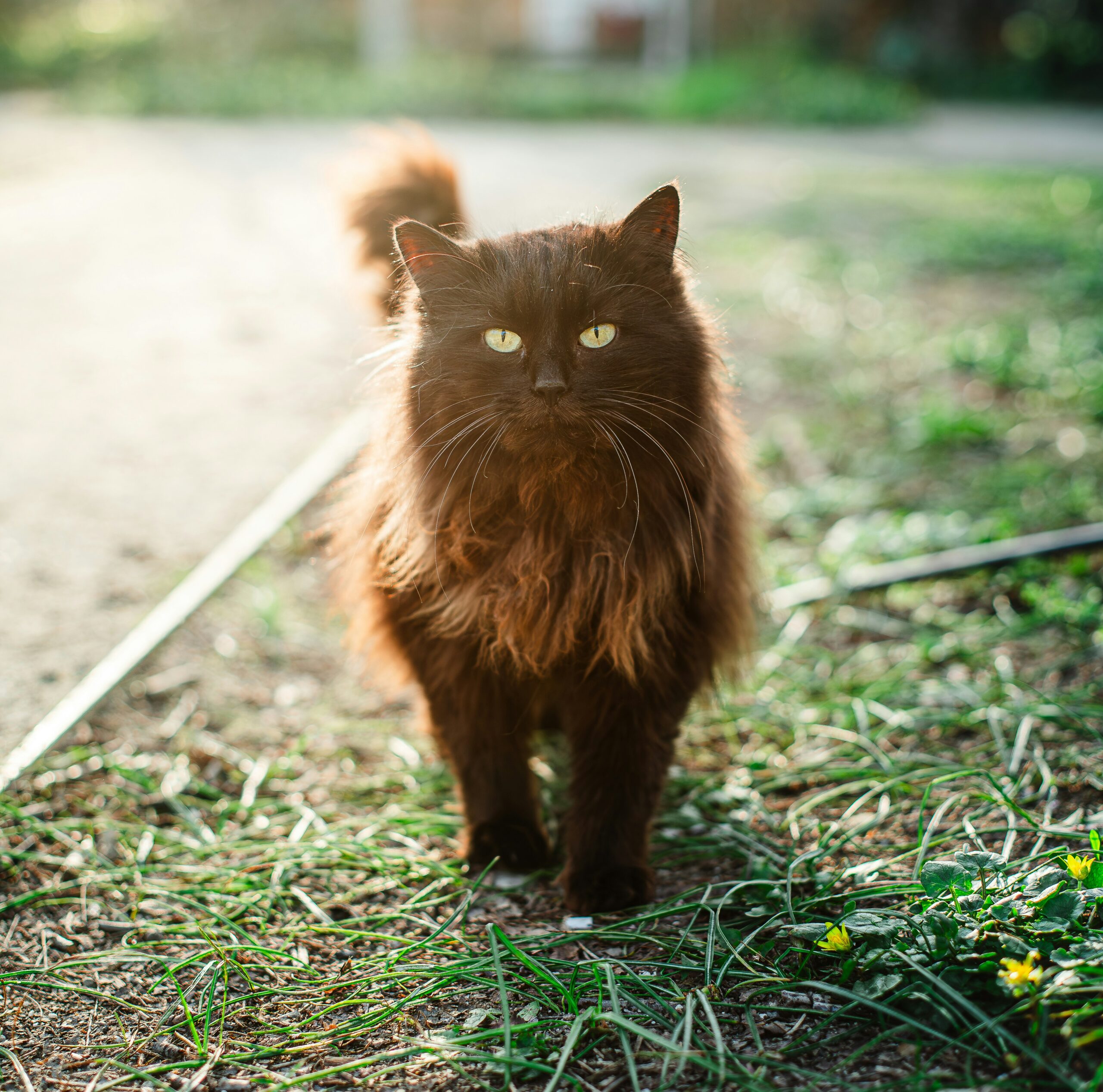 Havana Brown Katze beim neugierigen Spielen in der Wohnung