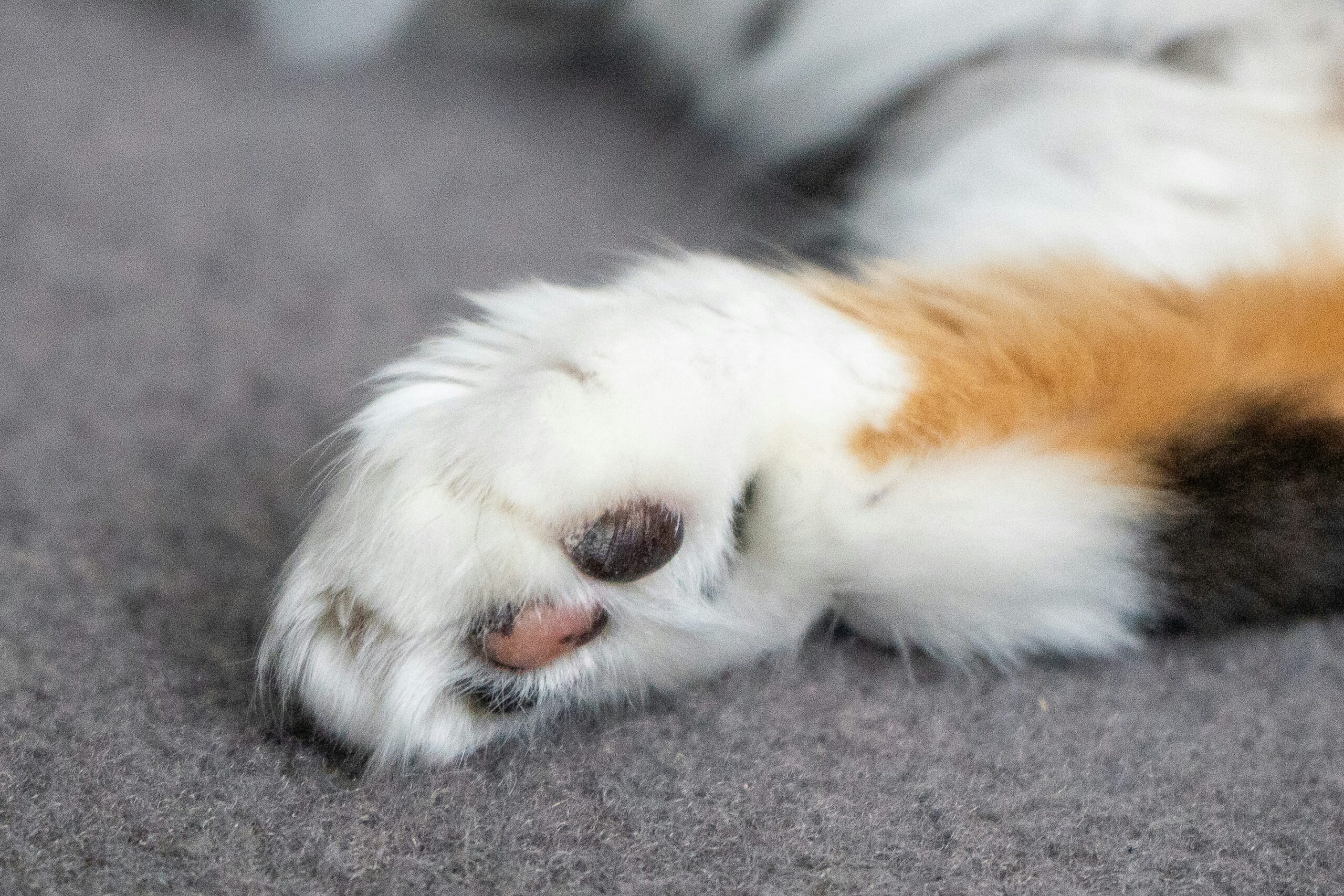 Pfote einer schlafenden Katze