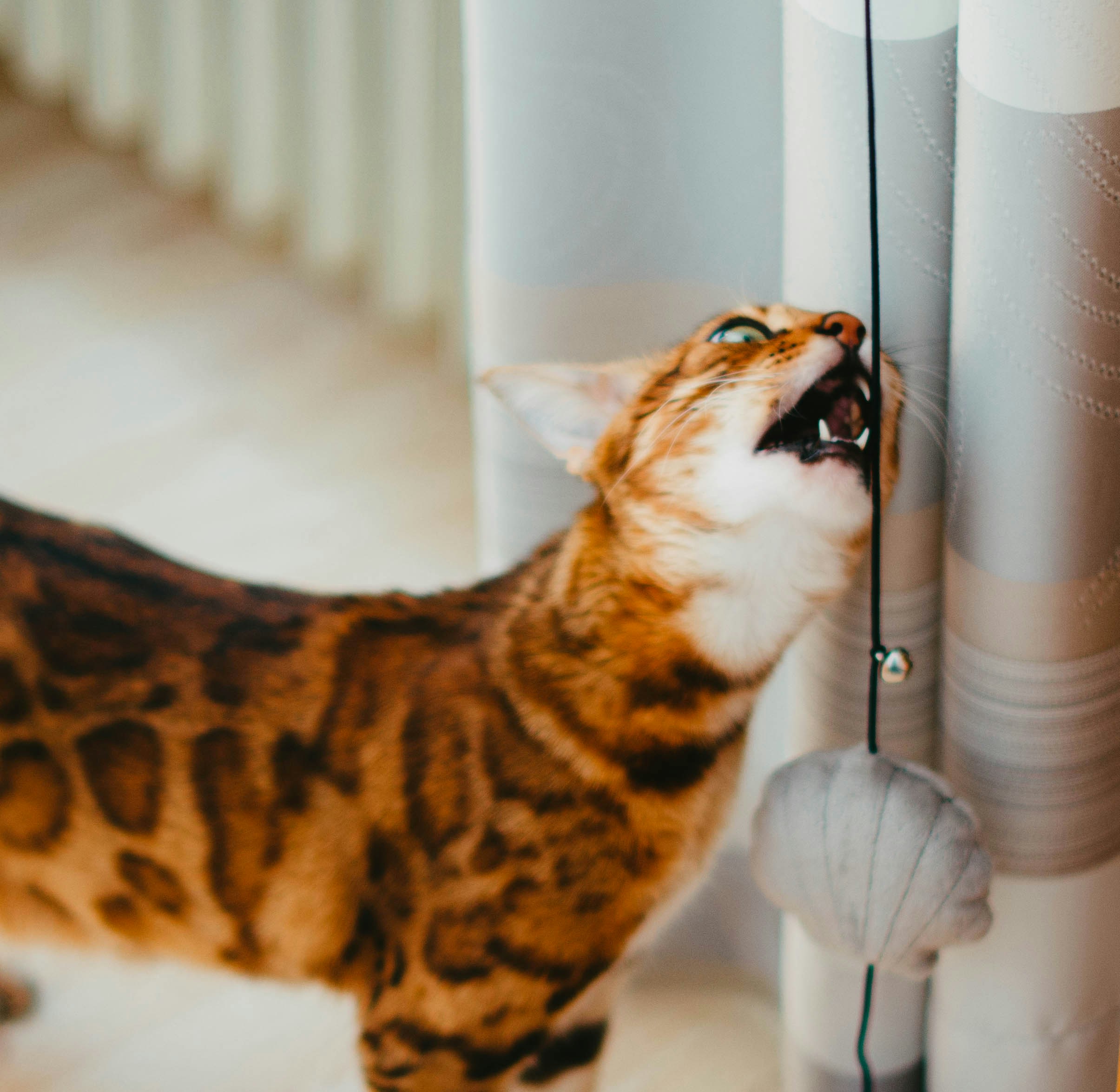 Bengal Katze beim Spielen und Klettern in der Wohnung