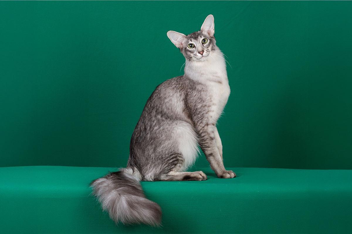 Orientalisch Langhaar Katze beim Spielen und Apportieren