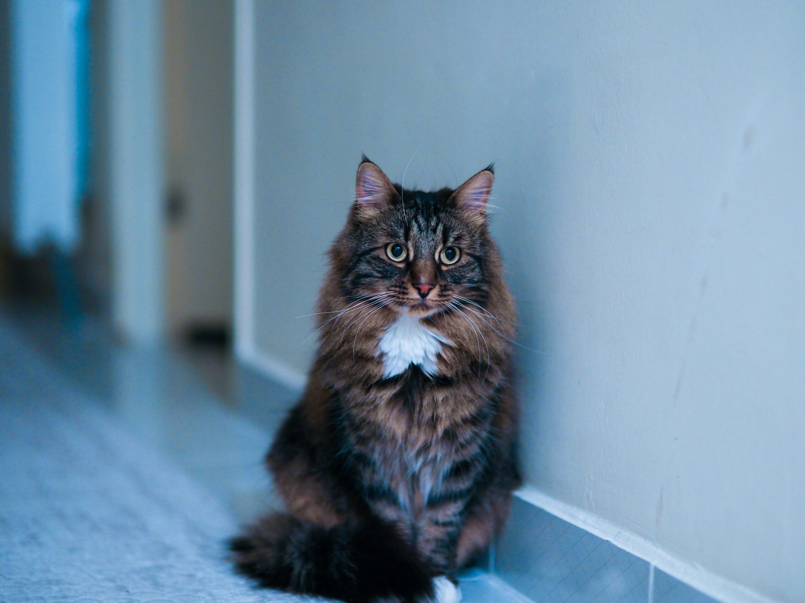 Norwegische Kokzidioidomykose bei Katzen