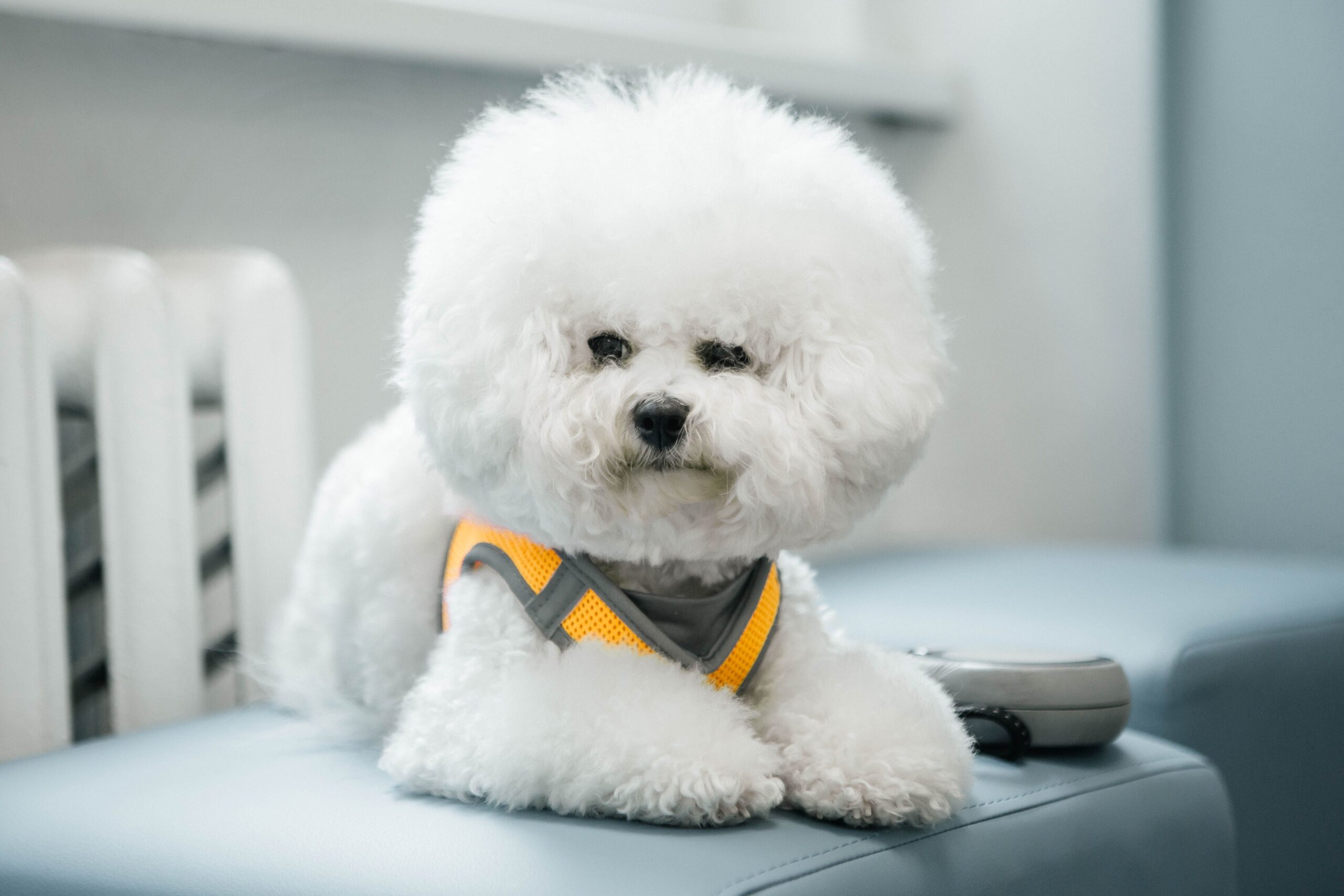 Bichon Frisé aufmerksam im Freien