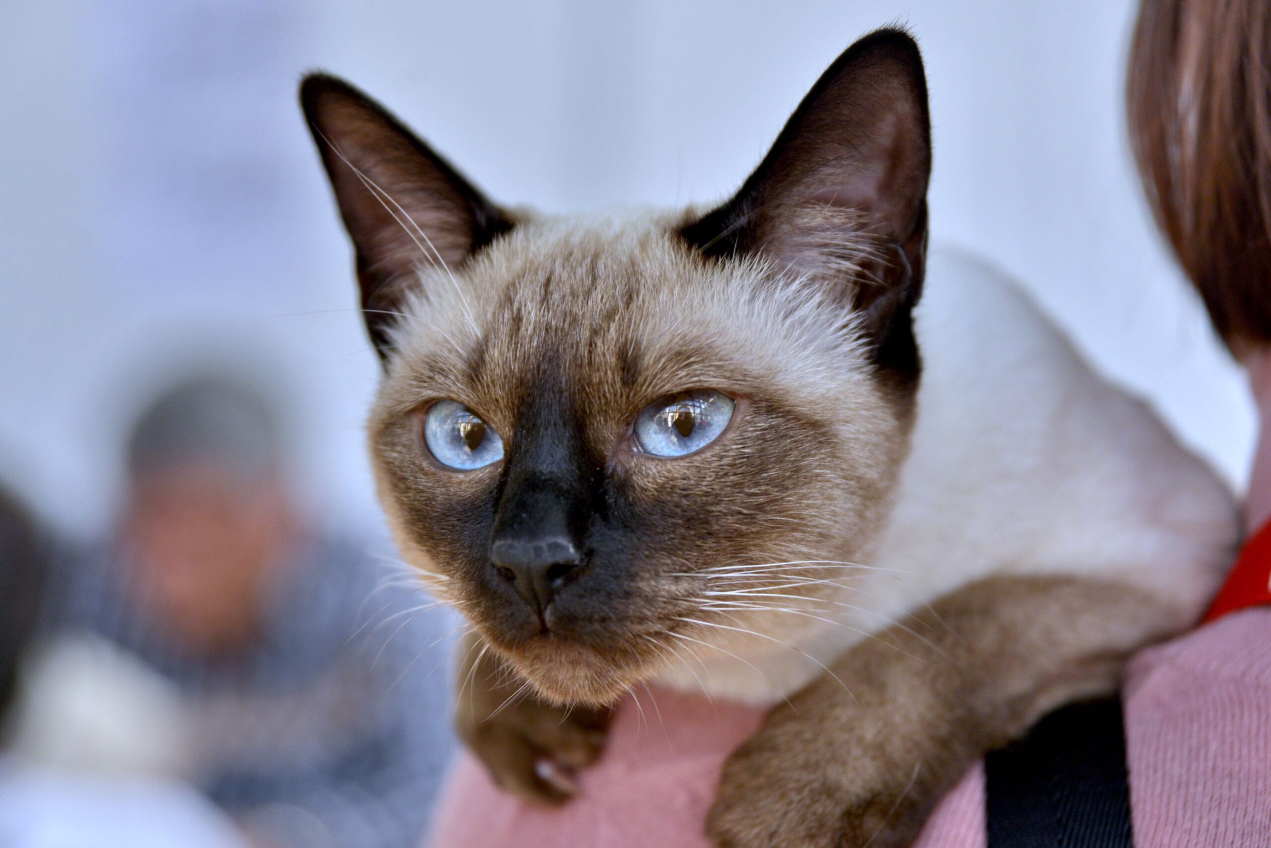 Thai-Katze im Ganzkörperbild mit muskulösem Körper und traditionellem Siamtyp