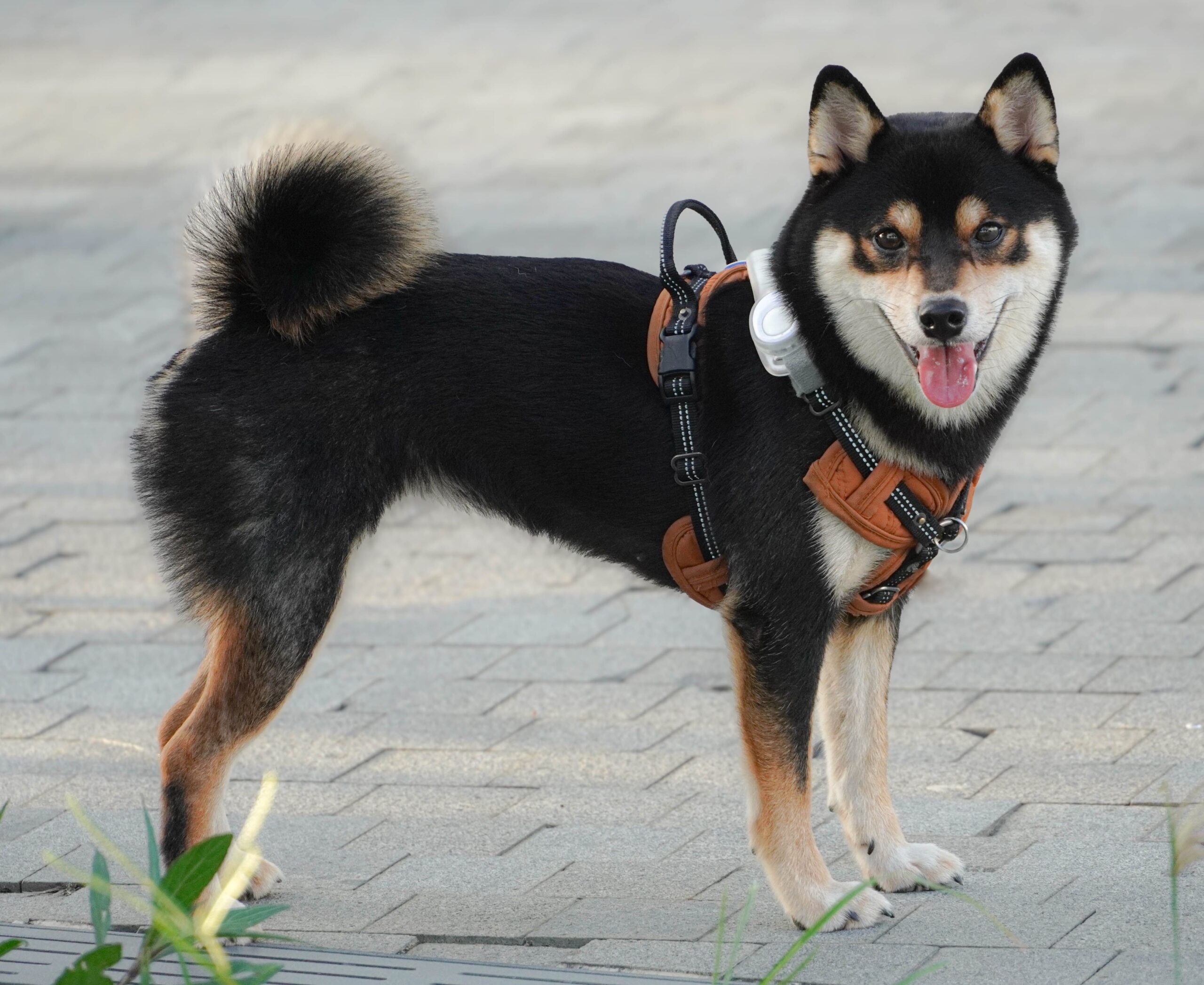 Gesunder Shikoku beim Laufen in der Natur